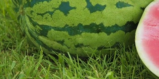绿色田野上的西瓜。