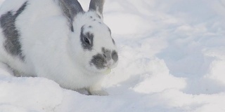 白色的雪地上，一只毛茸茸的大兔子正在吃卷心菜叶子上的斑点