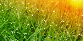 露珠在明亮的绿色草地上闪耀着太阳的光芒