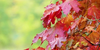 秋天的红色枫叶与模糊的绿色树叶在背景