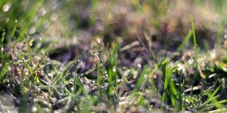 太阳升起在冻土带的地面上，草叶上有永久冻土