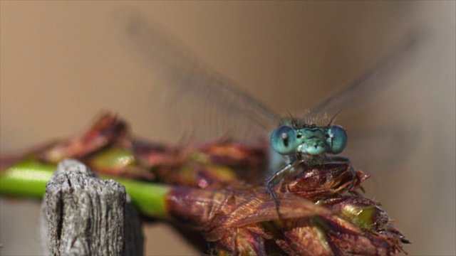 蜻蜓微距镜头