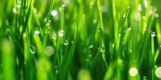 露珠在明亮的绿色草地上闪耀着太阳的光芒