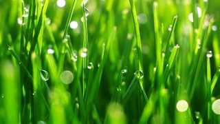 露珠在明亮的绿色草地上闪耀着太阳的光芒视频素材模板下载