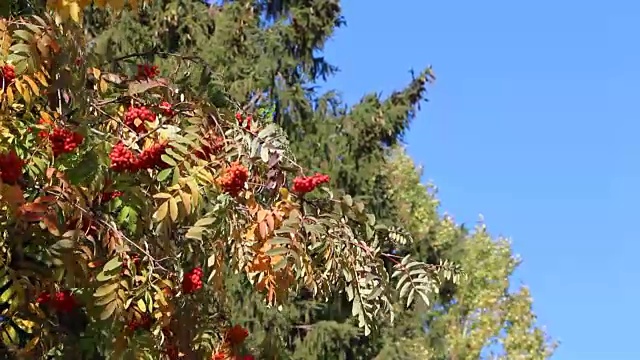 在秋天的蓝天中，蔷薇树枝上的浆果随风摇摆
