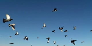 群鸽子。一群鸟迎着天空飞翔。