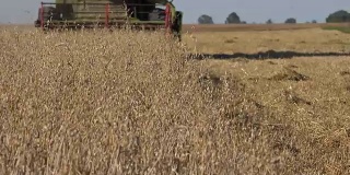 脱粒机联合收割机在夏季农业领域收获成熟的燕麦穗。FullHD