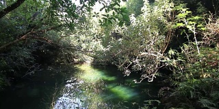 茂密的灌木丛和一个隐藏的池塘