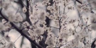 盛开的树。春天公园的树上开着白花。春天的花园