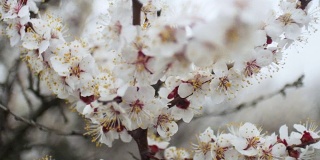 盛开的树。春天公园的树上开着白花。春天的花园