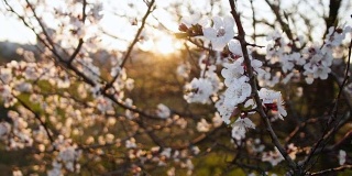 盛开的树在日落。春天公园的树上开着白花。春天的花园