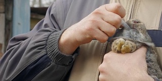 一个男人正在给一只兔子注射疫苗。