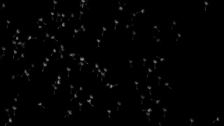 种子蒲公英在太空飞行4k视频素材模板下载