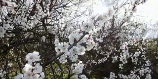 盛开的树在日落。春天公园的树上开着白花。春天的花园
