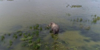 野象在湖中觅食