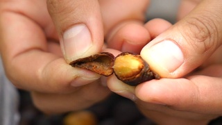 手工分类收获的公平贸易咖啡豆视频素材模板下载