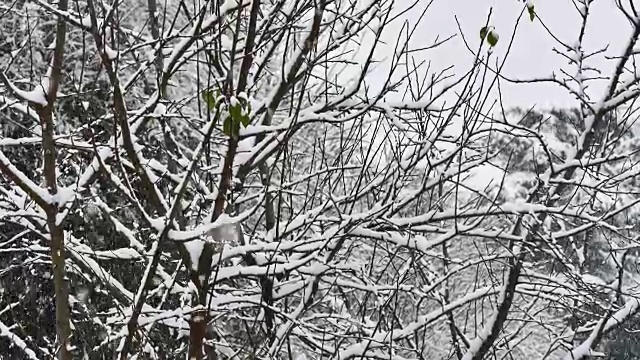 雪花落在4k树