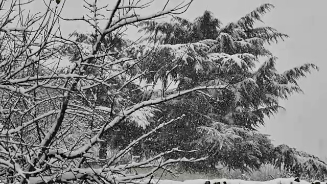 雪花落在4k树