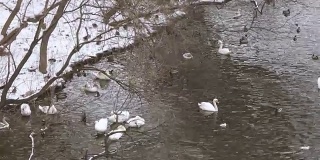 布拉格雪下的瓦茨拉夫河岸上的鸟、天鹅和鸭子