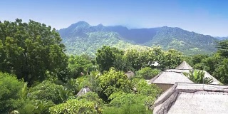 透过高山热带树木的树叶从高处鸟瞰。印度尼西亚。巴厘岛。
