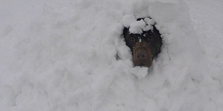 巧克力棕色的拉布拉多犬在冬天覆盖着雪