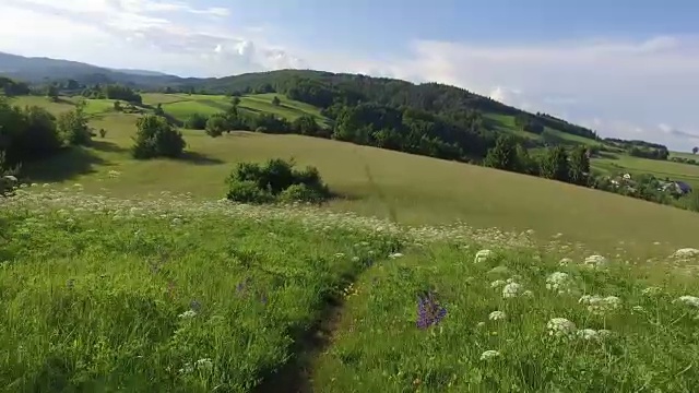 在草地上的小路上散步或低头。夏天是林间空地和森林。