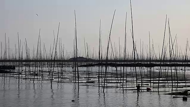 福建霞浦市海中养殖的紫菜