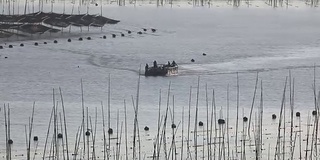 福建霞浦市海中养殖的紫菜