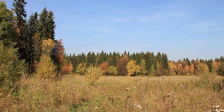 秋天，林中空地上草丛中的树木