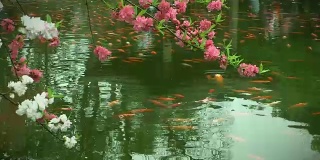 中国公园有花木和鱼塘。
