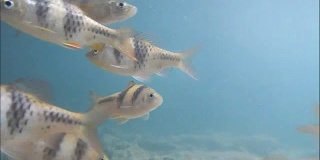 许多小型鲤科鱼在水下游泳