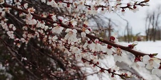 罕见的现象。在春天雪。白雪覆盖着的开花苹果树的树枝。雪的花。气候变化