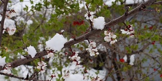 罕见的现象。在春天雪。白雪覆盖着的开花苹果树的树枝。雪的花。气候变化