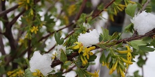 罕见的现象。在春天雪。白雪覆盖的开花树的树枝。雪的花。气候变化