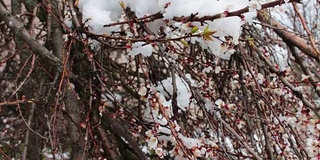 罕见的现象。在春天雪。白雪覆盖着的开花苹果树的树枝。雪的花。气候变化