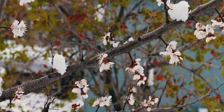 罕见的现象。在春天雪。白雪覆盖着的开花苹果树的树枝。雪的花。气候变化