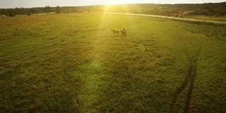 无人机拍摄到田野里奔跑的棕色马。