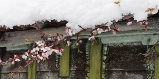 一幢老房子的屋顶上覆盖着一层巨大的雪帽，风吹动了春天开花的苹果树树枝。
