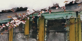 一幢老房子的屋顶上覆盖着一层巨大的雪帽，风吹动了春天开花的苹果树树枝。