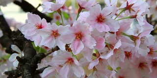 日本京都的樱花