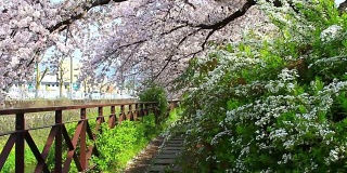 日本京都的樱花