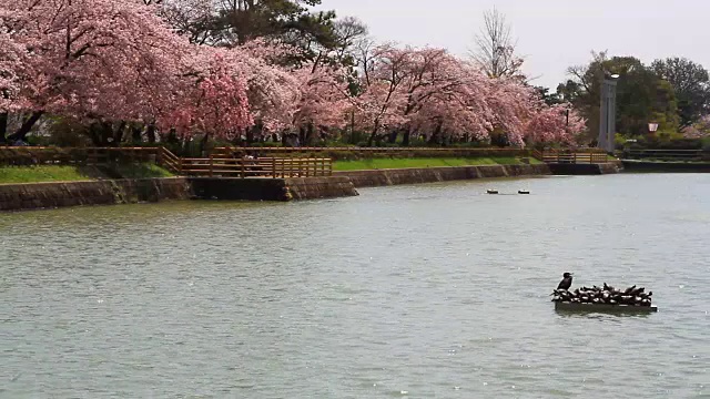 日本京都的樱花