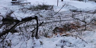 一场可怕的飓风过后，倒下的树木被压在雪地里