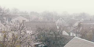 在春天雪。雪花落在枝繁叶茂的街道上。