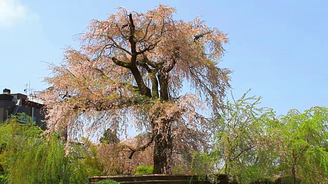 日本京都的樱花