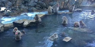 雪猴日本猕猴温泉全高清