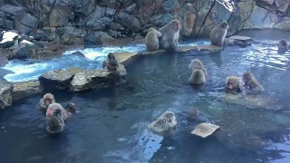 雪猴日本猕猴温泉全高清视频素材模板下载