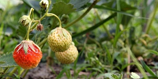 草莓在花园里成熟。树枝上有红色的成熟和未成熟的浆果。
