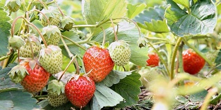 草莓在花园里成熟。树枝上有红色的成熟和未成熟的浆果。