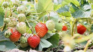 草莓在花园里成熟。树枝上有红色的成熟和未成熟的浆果。视频素材模板下载